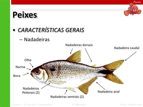 principais características dos peixes
